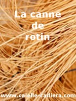 Le rotin