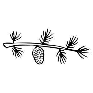 silhouette branche de pin
