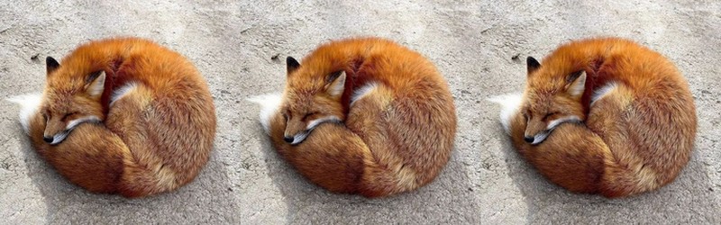 Renard origami