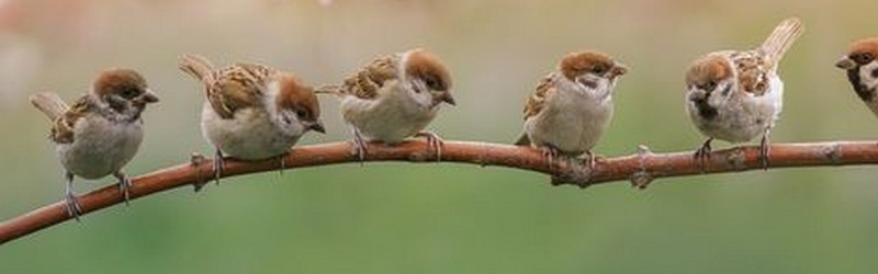 Oiseaux sur lignes d'un cahier