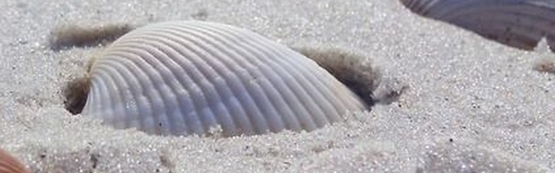 Des coquillages sur le sable