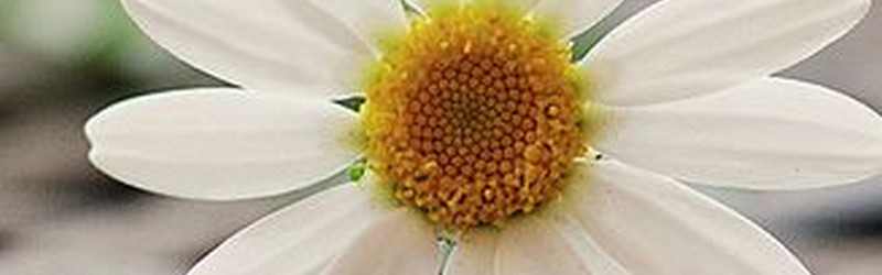 Fleurs et couleurs