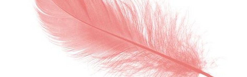Plumes vitrail