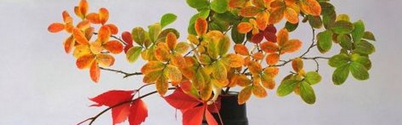 Vase et feuilles