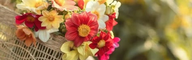 Marguerites dans un rectangle