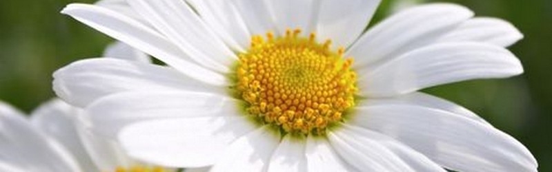 Fleurs dans un rectangle
