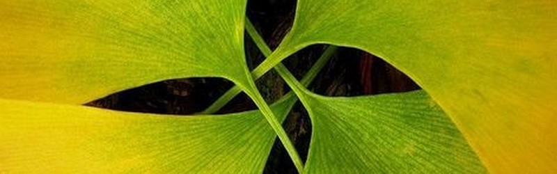 Disque de feuilles de ginkgo