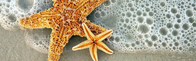 Frise étoiles de mer