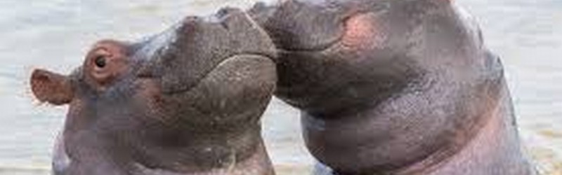 Hippopotames