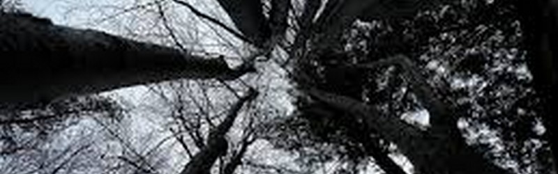Arbres bulles