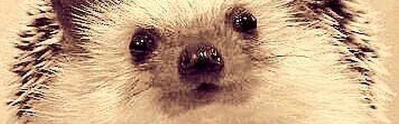 H&eacute;rissson et coeurs