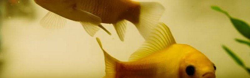 Poissons bisou