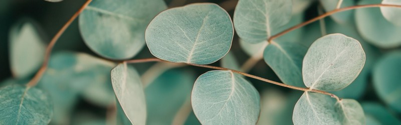 Eucalyptus